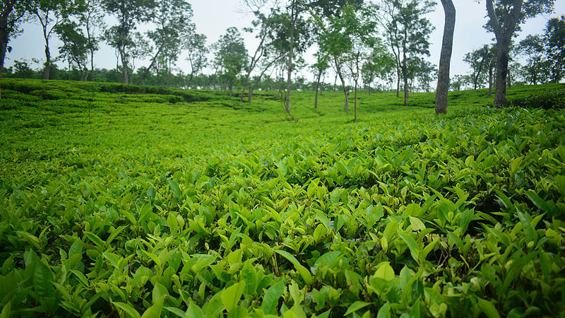  ছবি: শিমুল তরফদার