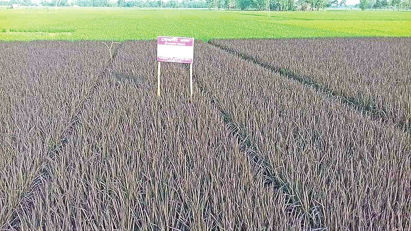 নালিতাবাড়ীর ভেদিকুড়া গ্রামে বেগুনি রঙের ধান চাষ।  ফাইল ছবি