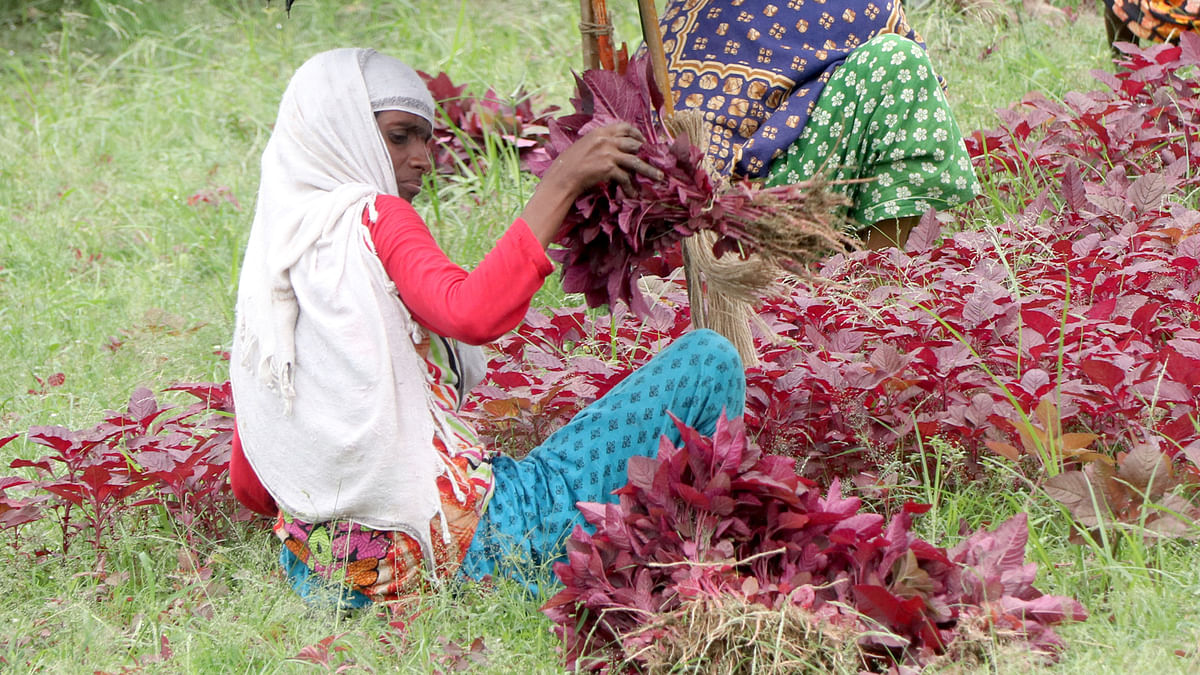 মাঠে শাক তুলছেন কিষানিরা