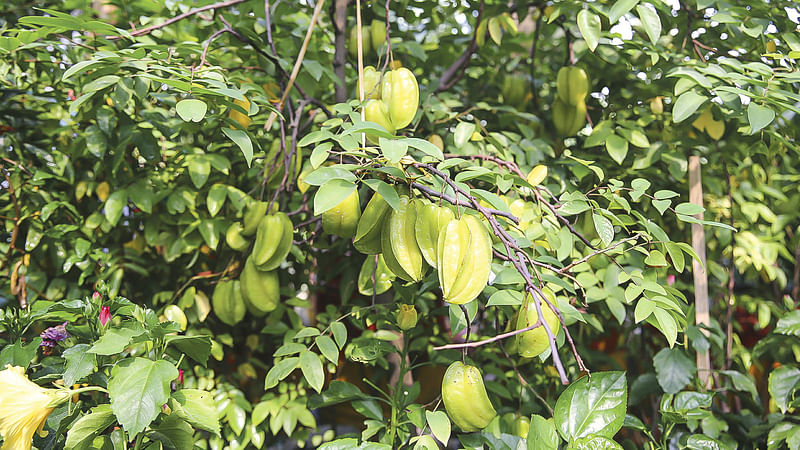 বৃক্ষমেলায় নানা জাতের গাছ। ছবি: জাহিদুল করিম