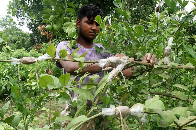 লেবু গাছের ডালে গুটি কলম করছেন সুমন ইসলাম।