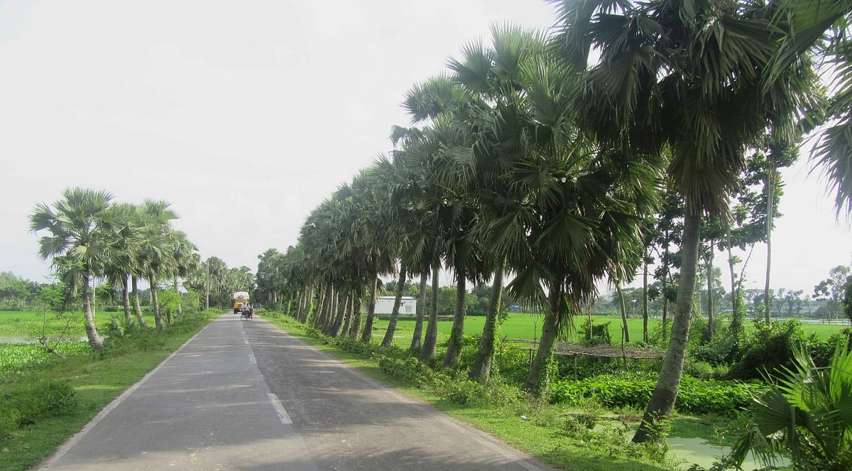 এই রাস্তা ধরে যেতে হবে রক্তদহ বিলে। ছবি: লেখক