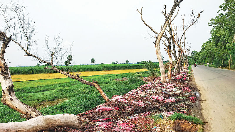 সাতক্ষীরা-ভোমরা সড়কের নবতকাটি এলাকায় ভারত থেকে আমদানি করা পচা পেঁয়াজ ফেলার কারণে গাছ মরে যাচ্ছে। গত শনিবার তোলা।  প্রথম আলো