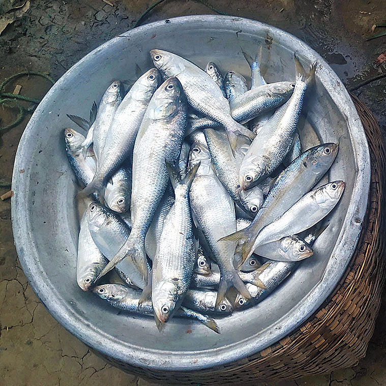 হাওরে জেলেদের জালে ধরা পড়া ইলিশ। সম্প্রতি কুলাউড়ার আছুরিঘাট সেতু এলাকার অস্থায়ী মাছবাজারে।  ছবি: প্রথম আলো