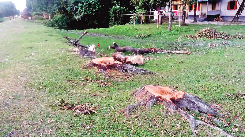 কেটে নিয়ে যাওয়া কয়েকটি গাছের গোড়া। গতকাল নীলফামারীর ডোমার উপজেলার চিলাহাটি এলাকায়।  ছবি: প্রথম আলো