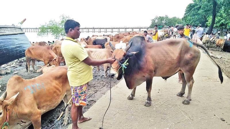 কক্সবাজারের টেকনাফের শাহপরীর দ্বীপ করিডর দিয়ে মিয়ানমার থেকে আমদানি হওয়া পশু। এ মাসে ৪০ হাজার পশু আসার কথা। গতকাল বিকেলে।  ছবি: প্রথম আলো