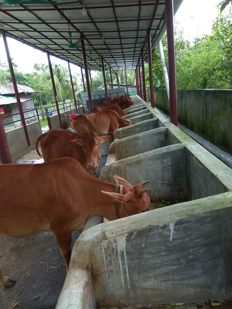 লাল গরু স্থানীয়ভাবে ‘চাঁটগাইয়া লাল গরু’ বা ‘সুন্দরী’ নামে পরিচিত। আর এই জাতের ষাঁড়কে বলা হয় ‘লাল বিরিষ’। পিকেএসএফের আর্থিক সহায়তায় বেসরকারি সংস্থা মমতা পরিচালিত একটি খামার থেকে তোলা ছবি