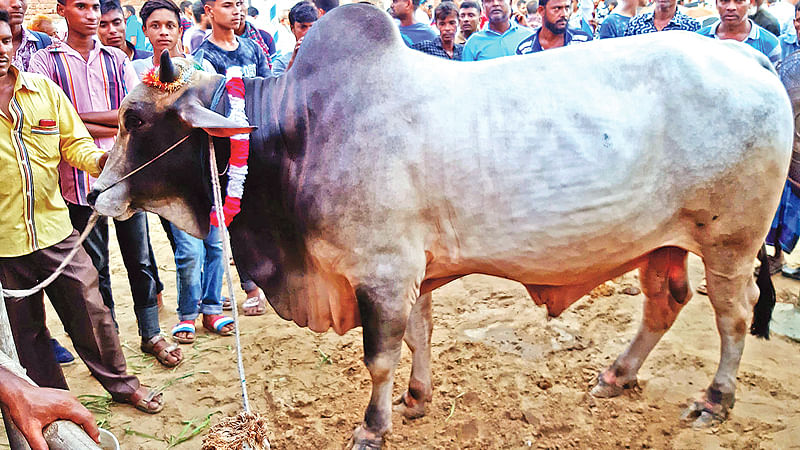 বগুড়ার সান্তাহারের রাধাকান্ত হাটে বিক্রির জন্য আনা এই ষাঁড়ের নাম বাদশাহ। এর দাম আট লাখ টাকা হেঁকেছেন মালিক।  ছবি: প্রথম আলো