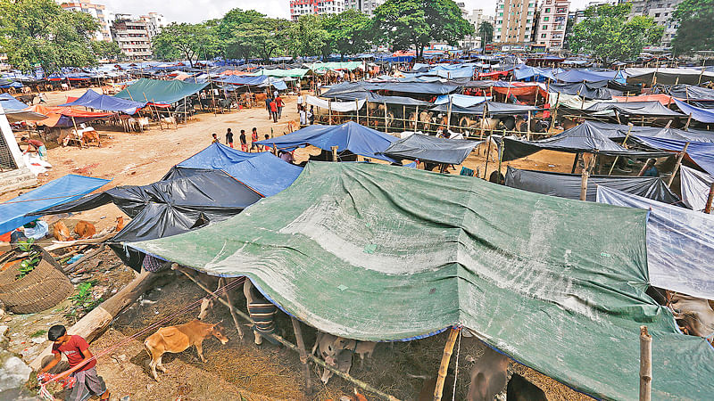 পুরান ঢাকার ধূপখোলা মাঠে অবৈধভাবে কোরবানির পশুর হাট বসিয়েছে ইজারাদার প্রতিষ্ঠান। মাঠ খুঁড়ে, বাঁশ পুঁতে এবং ত্রিপল টানিয়ে গরু রাখা হচ্ছে। গতকাল দুপুরে।   ছবি: প্রথম আলো