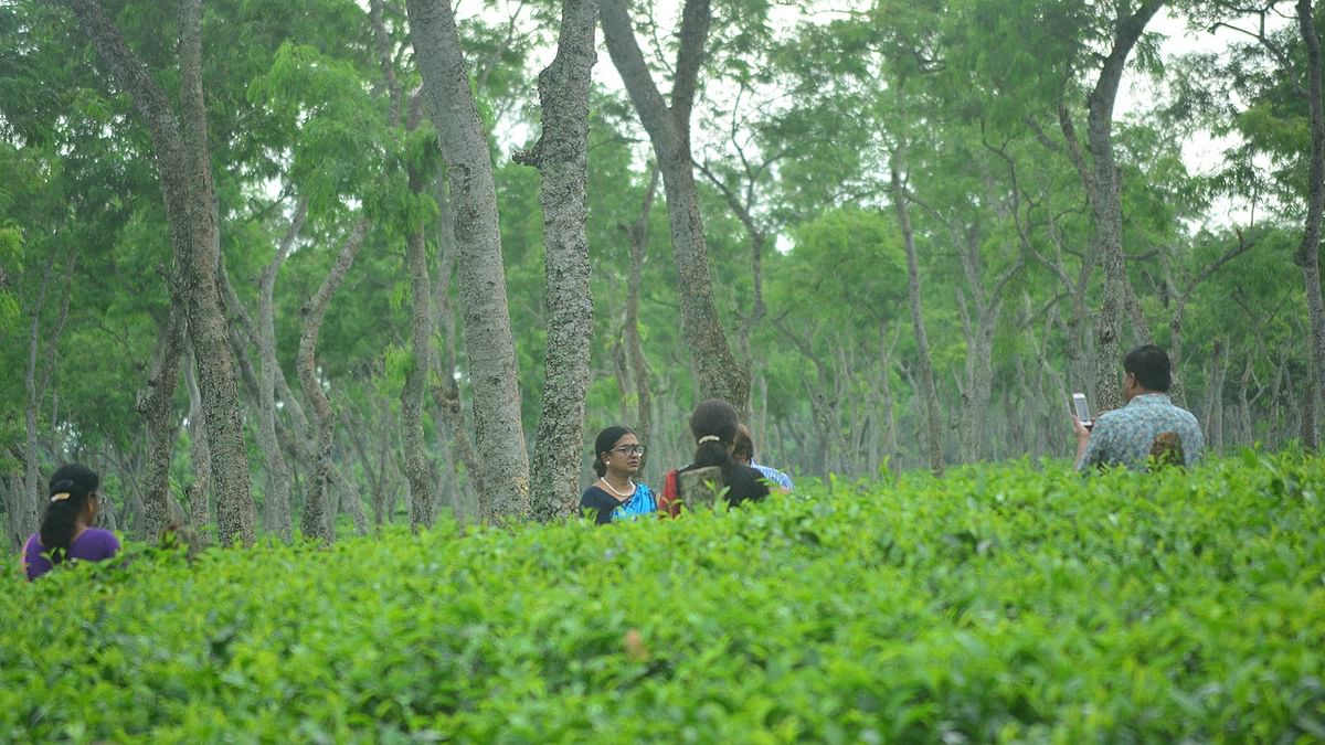 ঈদের ছুটিতে শ্রীমঙ্গলের চা-বাগানে ঘুরে বেড়াচ্ছেন পর্যটকেরা। মৌলভীবাজারের শ্রীমঙ্গলের বিটিআরআই এলাকা থেকে মঙ্গলবার তোলা। ছবি: শিমুল তরফদার