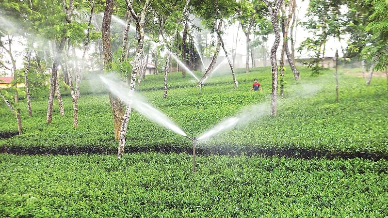 পাম্পের সাহায্যে হালদা ভ্যালি চা–বাগানে সেচ পদ্ধতিতে চা উৎপাদন করা হয়। সম্প্রতি চট্টগ্রামের ফটিকছড়ির নারায়ণহাট এলাকায়। ছবি: সৌরভ দাশ