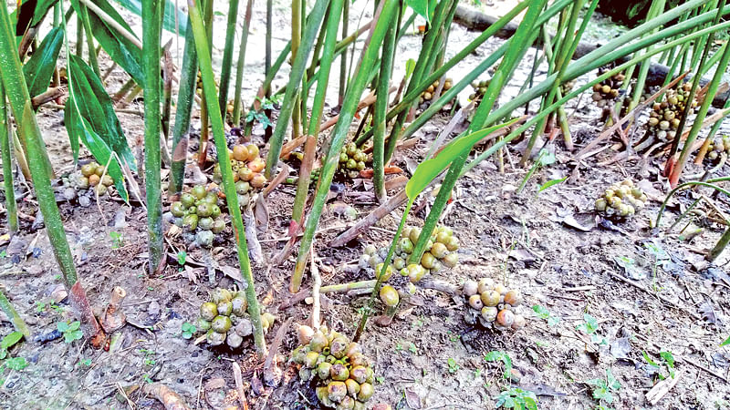 বগুড়ায় ধরেছে কালো এলাচির ফল।  ছবি: লেখক