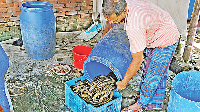 ওজন মাপার জন্য পাত্রে ঢালা হচ্ছে কুঁচিয়া। সম্প্রতি নারায়ণগঞ্জের রূপগঞ্জের গোলাকান্দাইল এলাকায়।  ছবি: প্রথম আলো