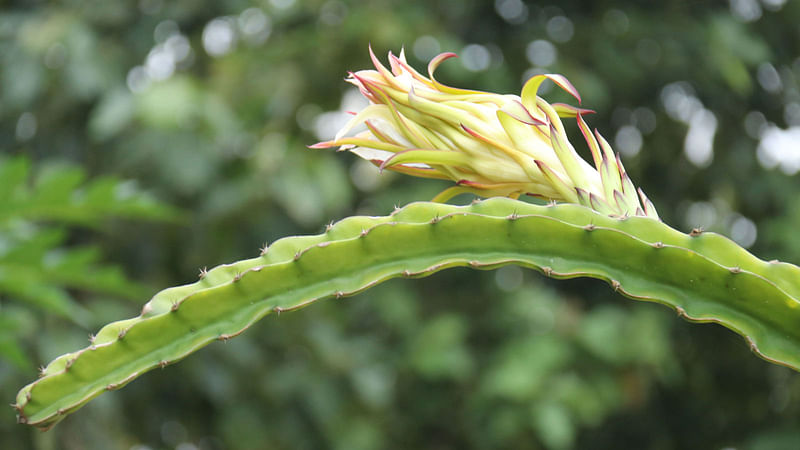 গাছে ড্রাগন ফলের ফুল ফুটেছে