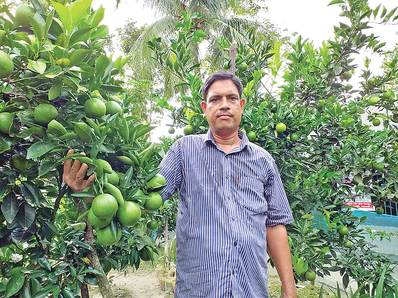 চৌদ্দবুড়িয়া গ্রামে নিজ বাগানে শাহ আলম। গত বৃহস্পতিবারের ছবি।  প্রথম আলো