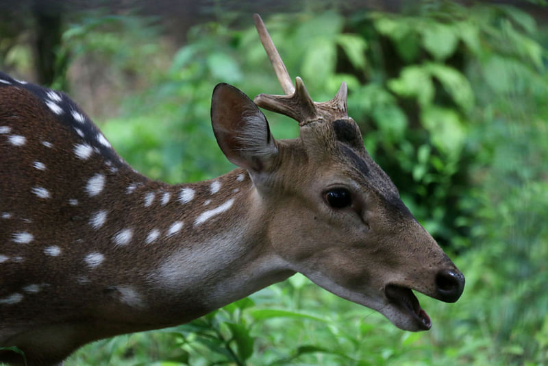 ছবি: প্রথম আলো