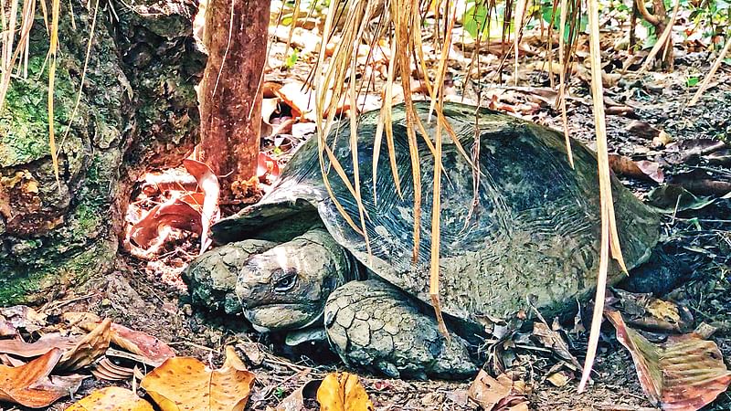 পার্বত্য চট্টগ্রামে শিকারিদের কবল থেকে বিলুপ্তপ্রায় এই পাহাড়ি শিলা কচ্ছপ উদ্ধার করে ভাওয়াল জাতীয় উদ্যানের প্রজননকেন্দ্রে রাখা হয়েছে। সাম্প্রতিক ছবি। মাকসুদা আজীজ
