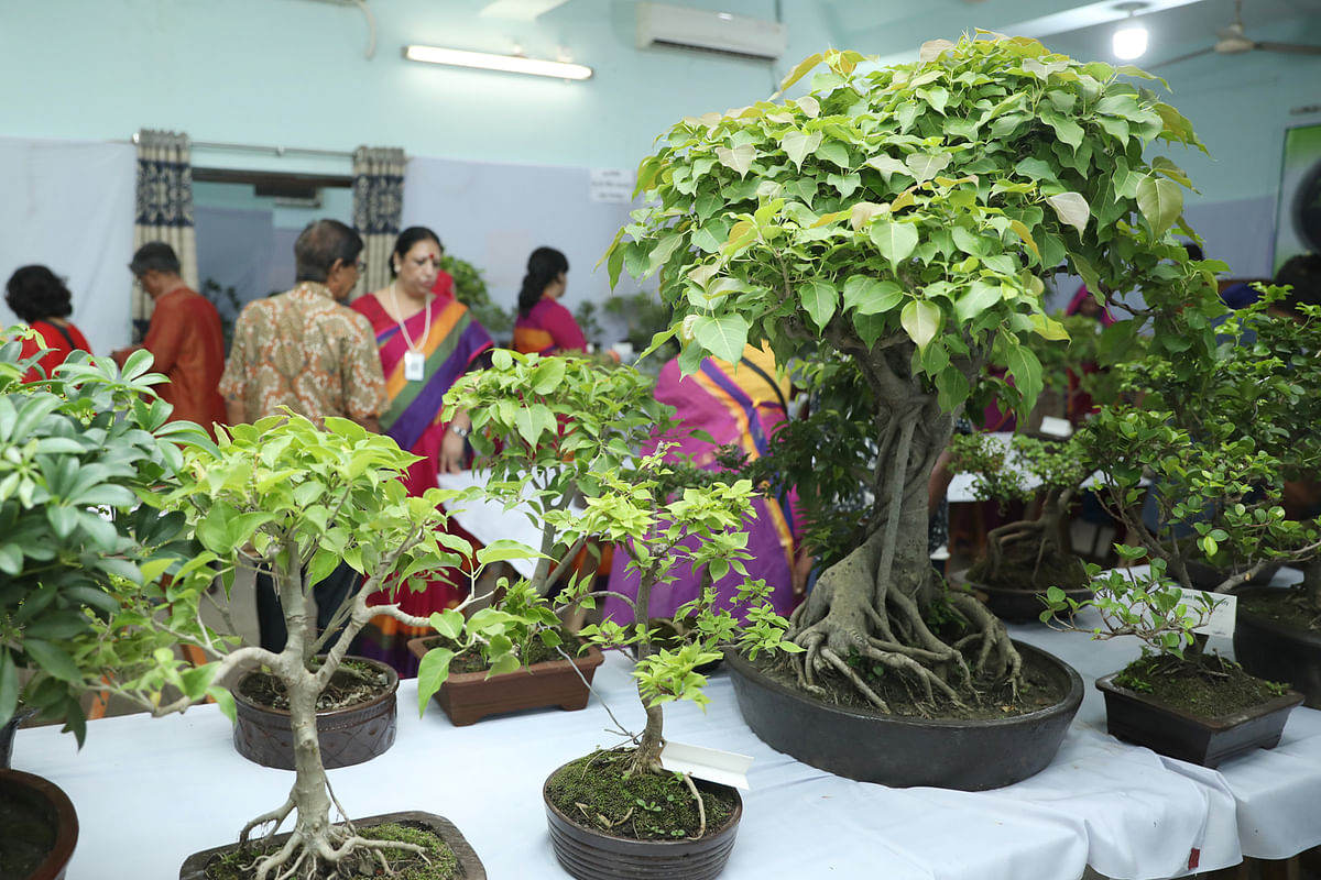 প্রদর্শনীতে বটগাছের অংশগ্রহণ বেশি।