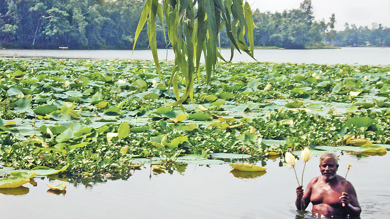 বিলে ফুটে আছে সাদা পদ্ম ফুল। তা-ই হাতে নিয়ে দেখাচ্ছেন এক ব্যক্তি। গতকাল বিকেলে সাদুল্যাপুরের পশ্চিম ফুলবাড়ী গ্রামে।  ছবি: প্রথম আলো