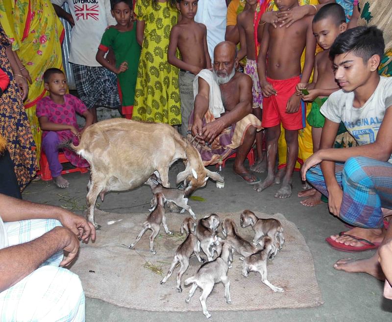 এক ছাগল আটটি ছানা জন্ম দিয়েছে। তা দেখতে ভিড় জমিয়েছে আশপাশের এলাকার উৎসুক মানুষ। হাতীবান্ধা, লালমনিরহাট। ছবি: এ বি সফিউল আলম