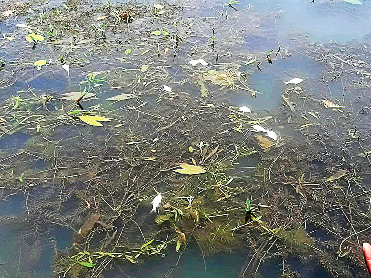 মৌলভীবাজারের হাকালুকি হাওরে ভেসে উঠছে মরা মাছ। গত শনিবার দুপুরে হাওরের কুলাউড়া অংশে।  ছবি: প্রথম আলো