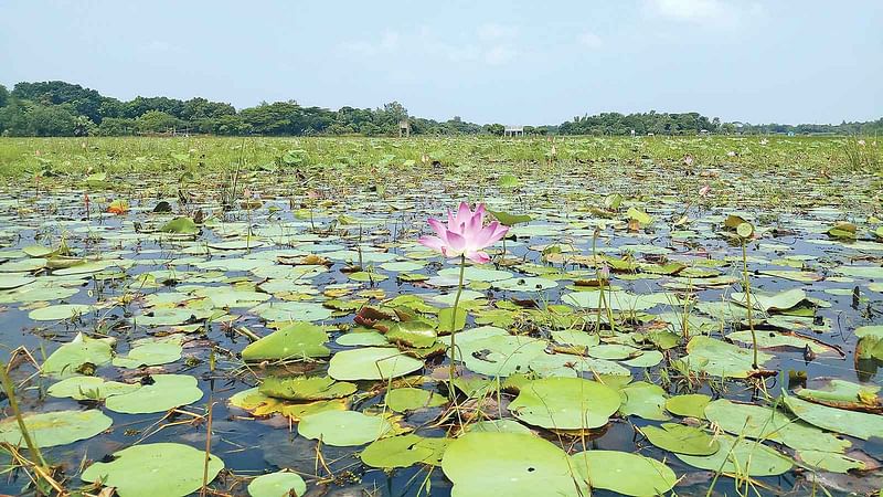 আইড়াইল বিলে পদ্মের শোভা। গত বৃহস্পতিবারের ছবি।  প্রথম আলো