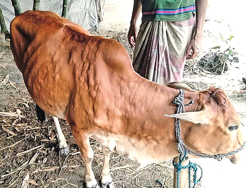 ল্যাম্পি স্কিন রোগে আক্রান্ত একটি গরু।  এ রোগে আক্রান্ত গরুর গায়ে প্রথমে বসন্তের মতো গুটি দেখা যায়। উপজেলার কালিগ্রাম এলাকায়।