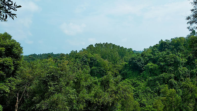 যত দূর দেখা যায়, ঘন গাছের সারি। ছবি: মাসুম আলী।