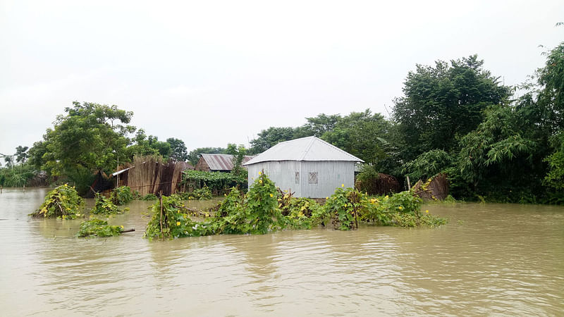 পদ্মায় পানি বিপদসীমা ছুঁই ছুঁই। বন্যায় পানিবন্দী মানুষ। পশুর জীবন বিপন্ন। চিলমারী,দৌলতপুর,কুষ্টিয়া। ছবি: তৌহিদী হাসান