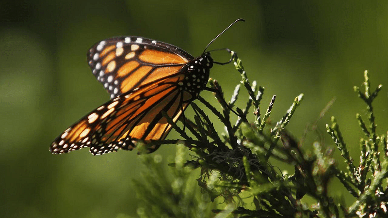 মোনার্ক বাটারফ্লাই। ছবি: রয়টার্স