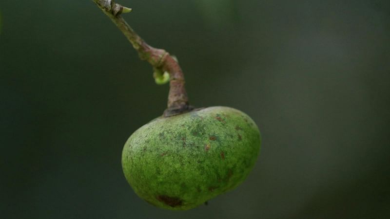 গাছে ধরেছে চা-বীজ। গাছগুলোকে বলায় হয় মা গাছ বা গুটিবাড়ি