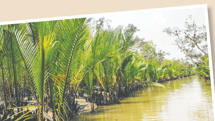 িসডর বা আইলার মতো প্রাকৃতিক দুর্যোেগর পর সুন্দরবন নিয়ে প্রকাশিত হয় নানা রকম প্রতিবেদন