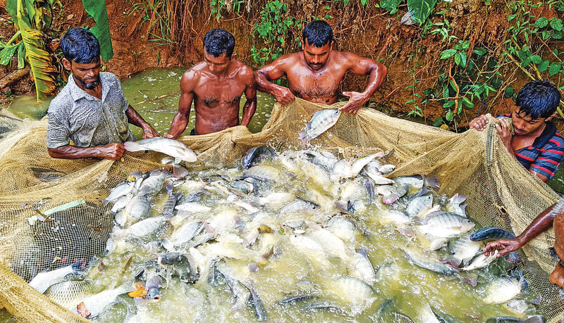 বাংলাদেশে যেমন নদী-নালা-খাল-বিল-হাওরের অন্ত নেই, তেমনি অন্ত নেই নানা স্বাদের নানা প্রজাতির মাছেরও। ছবি: প্রথম আলো