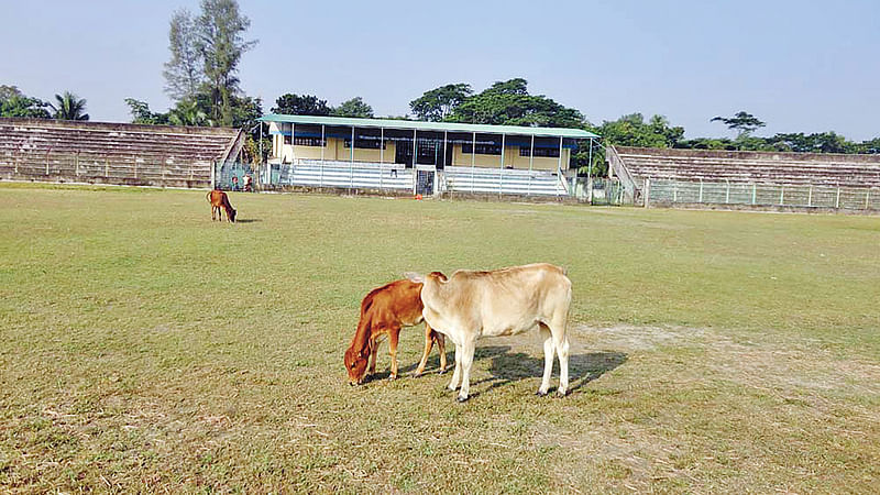 বীরশ্রেষ্ঠ শহীদ ক্যাপ্টেন মহিউদ্দিন জাহাঙ্গীর স্টেডিয়ামে গরু চরানো হচ্ছে।  প্রথম আলো