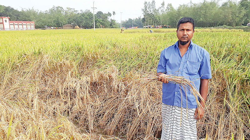 কারেন্ট পোকার আক্রমণে ক্ষতিগ্রস্ত খেত দেখাচ্ছেন কৃষক। গতকাল দুপুরে নীলফামারী সদর উপজেলার মহব্বত বাজিতপাড়া গ্রামে।  ছবি: প্রথম আলো