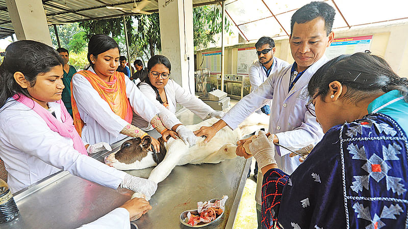 পায়ে খুরারোগ হওয়া গরুর বাছুরকে হাসপাতালে চিকিৎসা দেওয়া হচ্ছে। এই বাছুরটিকে আনা হয়েছে নগরের বহদ্দরহাট থেকে। গতকাল দুপুরে ভেটেরিনারি অ্যান্ড অ্যানিমেল সায়েন্সেস বিশ্ববিদ্যালয়ের এস এ কাদেরী টিচিং ভেটেরিনারি হাসপাতালে।  জুয়েল শীল