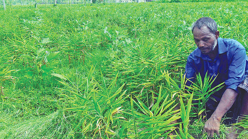 নিজের আদাখেত পরিচর্যায় ব্যস্ত কৃষক আবেদ আলী। সম্প্রতি রংপুরের তারাগঞ্জ উপজেলার দৌলতপুর গ্রামে।  ছবি: প্রথম আলো