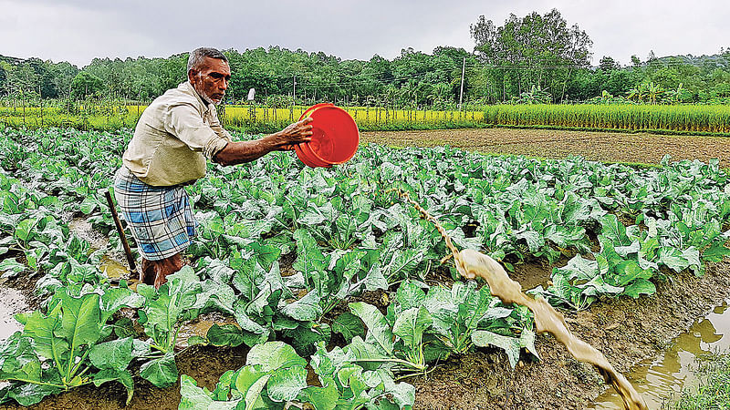 ঘূর্ণিঝড় ‘বুলবুলের’ প্রভাবে ভারী বৃষ্টিতে ফুলকপিখেতে জমে গেছে পানি। সেই পানি নিষ্কাশন করে ফুলকপিগাছ বাঁচানোর চেষ্টা করছেন কৃষক আবদুল মান্নান। গতকাল দুপুরে মিরসরাই পৌরসভার উত্তর আমবাড়িয়া এলাকায়।  ইকবাল হোসেন