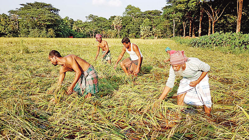 ঘূর্ণিঝড় বুলবুলের প্রভাবে আমন ধান শুয়ে পানিতে নষ্ট হয়ে যাচ্ছে। ফসল রক্ষায় কৃষক ধান কাটতে ব্যস্ত। গতকাল পটুয়াখালীর রাঙ্গাবালীর চালিতাবুনিয়া গ্রামে।  ছবি: প্রথম আলো