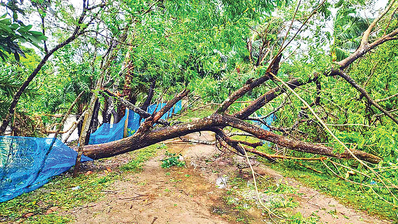 ঘূর্ণিঝড় বুলবুলের আঘাতে সুন্দরবনসংলগ্ন মুন্সিগঞ্জ-হরিনগর সড়কে ঝড়ে উপড়ে পড়েছে গাছ। ১১ নভেম্বর সকালে সাতক্ষীরার শ্যামনগরে।  ছবি: প্রথম আলো