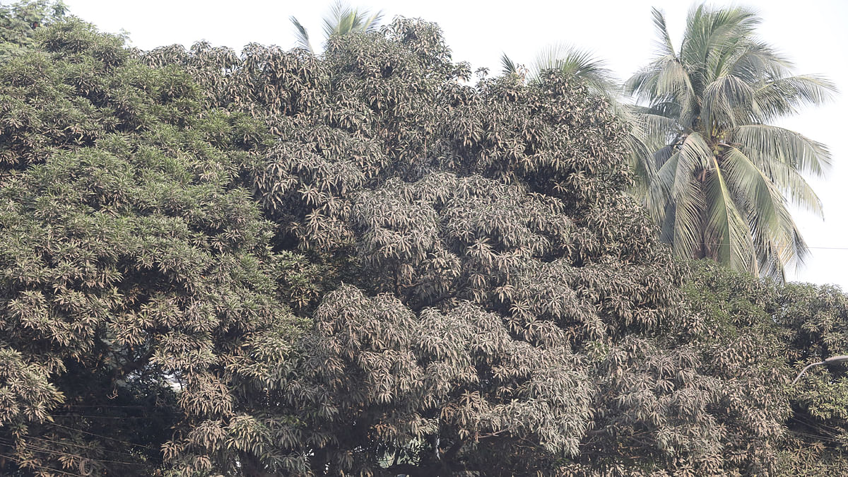ধুলার আস্তরণে হারিয়ে যাচ্ছে সবুজ। কদম ফোয়ারা এলাকা, ঢাকা, ২৬ নভেম্বর। ছবি: আবদুস সালাম