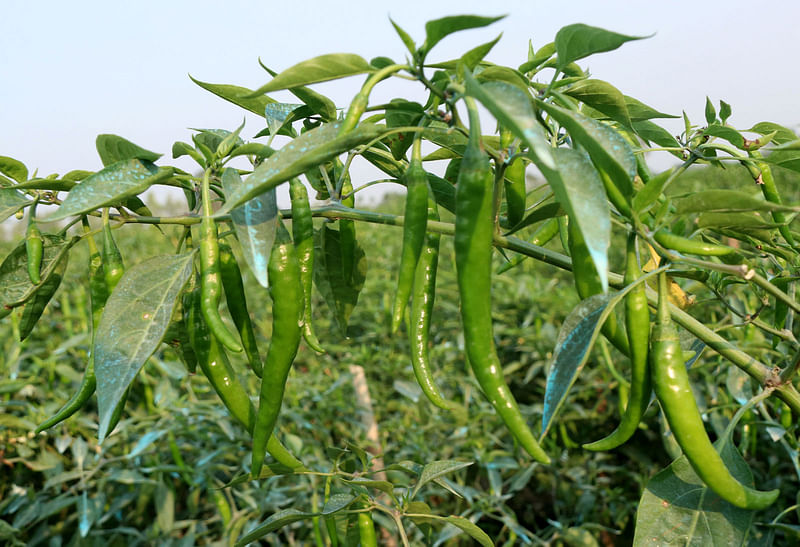 কাঁচা মরিচের ভারে নুয়ে পড়েছে ডাল