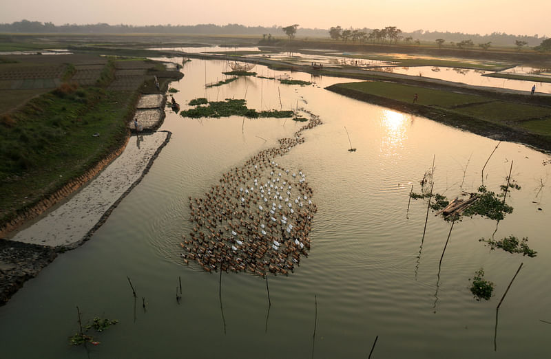 সোনালি সন্ধ্যায় দল বেঁধে ভাসছে হাঁসেরা