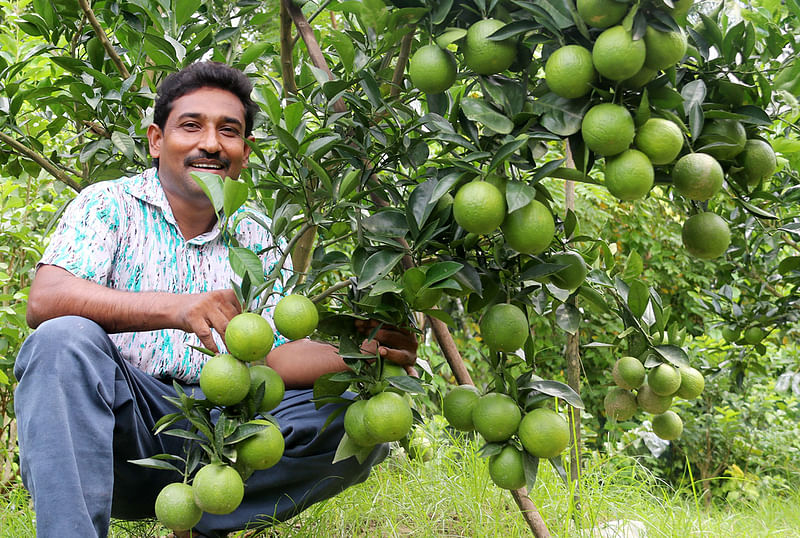 মনিরামপুরের লাউড়ী রামনগর গ্রামে নিজ বাগানে আফজাল হোসেন।  ছবি: প্রথম আলো