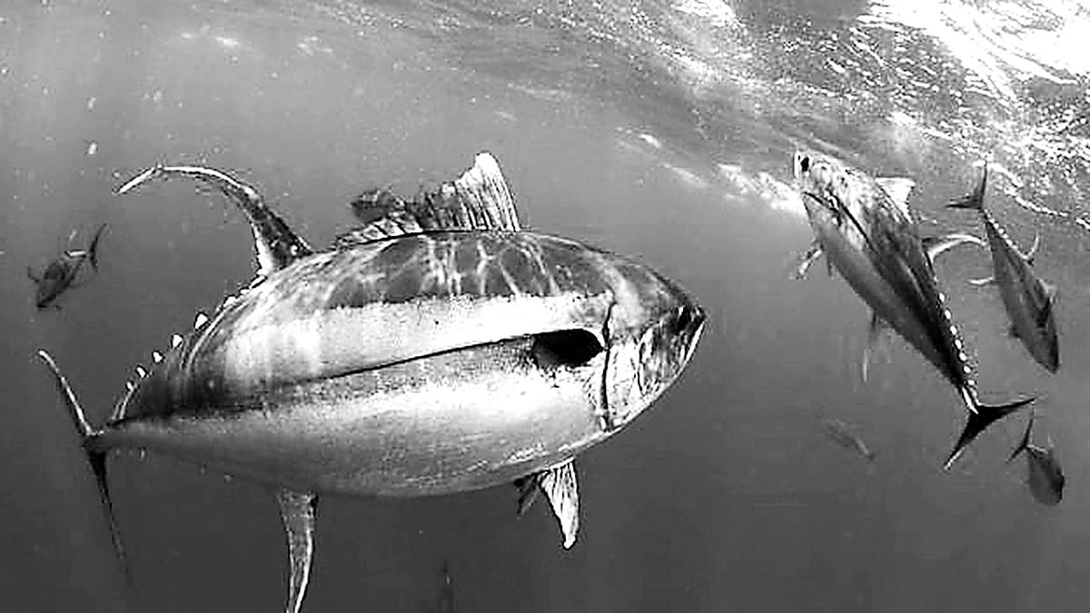 সাগরে অক্সিজেন সংকটে টুনা মাছ।  ছবি: বিবিসি’র সৌজন্যে