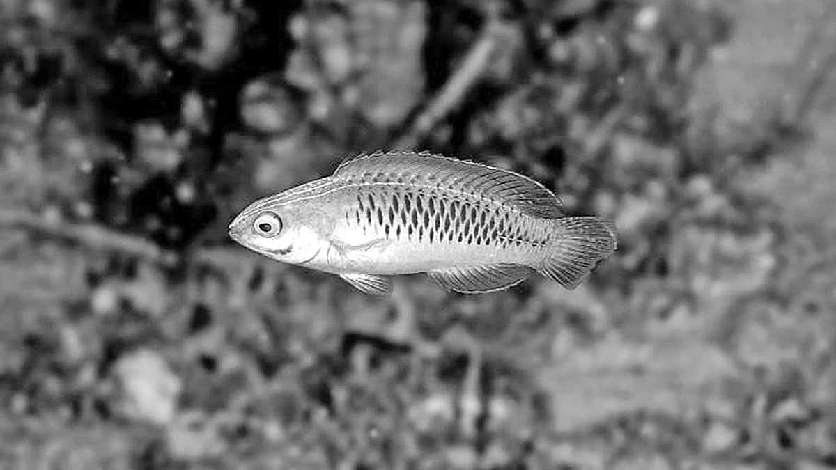 সিরিলাবরাস ওয়াকান্দা মাছ।  ছবি: সিএনএন