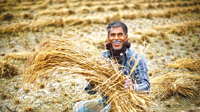 চিরাচরিত চাষাবাদের ধরন বদলে যাচ্ছে কৃষিতে আধুনিক প্রযুক্তির প্রয়োগে। দেশে এখন অধিকাংশ জমিতেই বছরভর নানা জাতের ফসলের চাষাবাদ হচ্ছে। শীতেও সবজির পাশাপাশি অনেক স্থানেই ধানের চাষ হচ্ছে। গাইবান্ধা শহরের অদূরে ধান কাটার পর কৃষকের মুখে হাসি। ছবি: আবীর আবদুল্লাহ