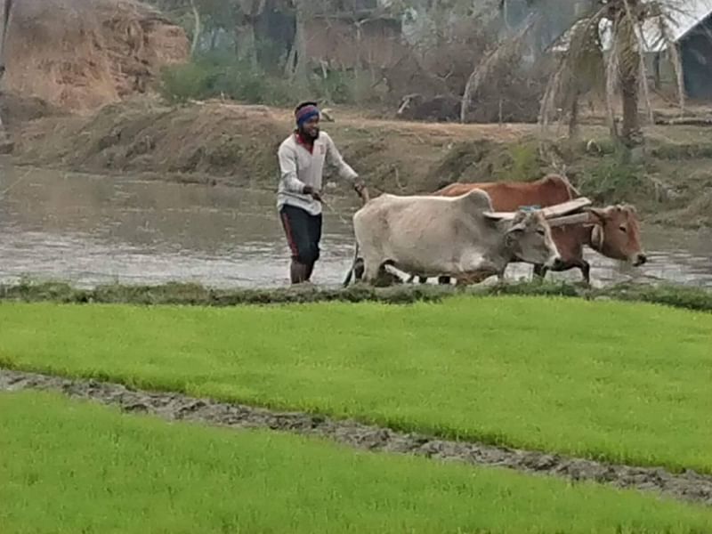 গরু হালচাষ করছেন আরিফ। ছবি: সংগৃহীত