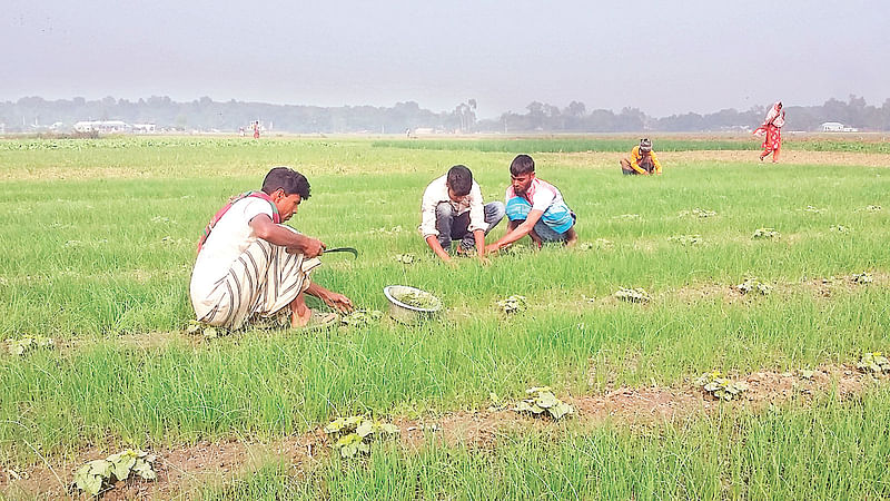 পাবনার সাঁথিয়া ও বেড়ায় চাষ করা আগাম জাতের পেঁয়াজের এক-তৃতীয়াংশ তোলা হয়েছে। এখন কৃষকেরা ব্যস্ত হালি পদ্ধতিতে চাষ করা পেঁয়াজের পরিচর্যায়। সম্প্রতি বেড়ার বড়শিলা গ্রামে।  ছবি: প্রথম আলো