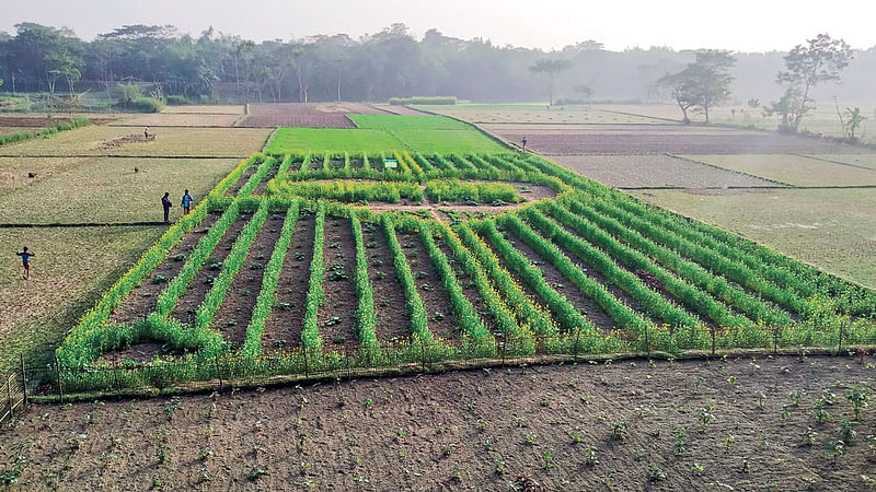 আবদুল কাদির এই ফসলি জমিতেই ফুটিয়ে তুলেছেন তাঁর ভালোবাসার প্রকাশ।